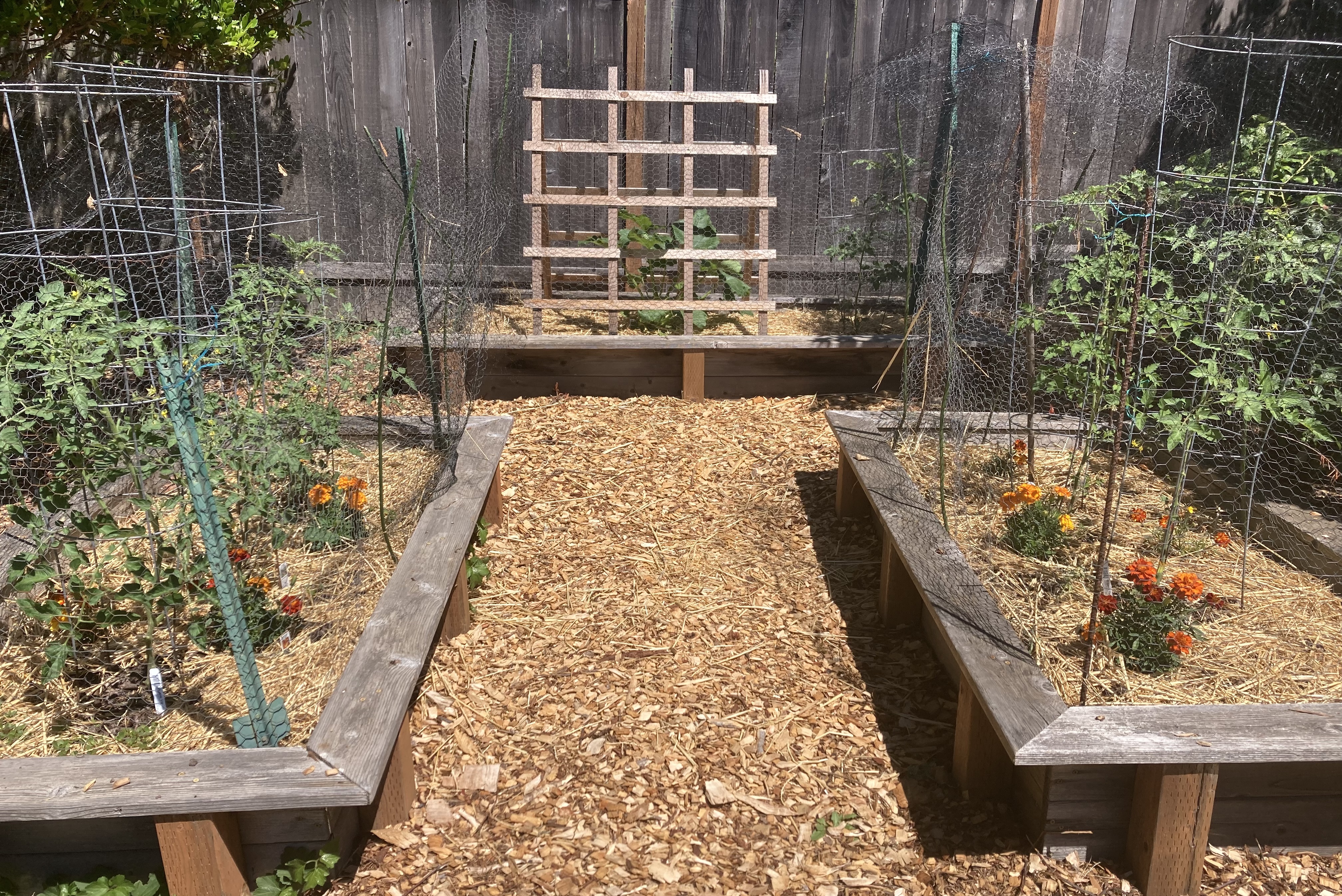 wood chips between raised beds