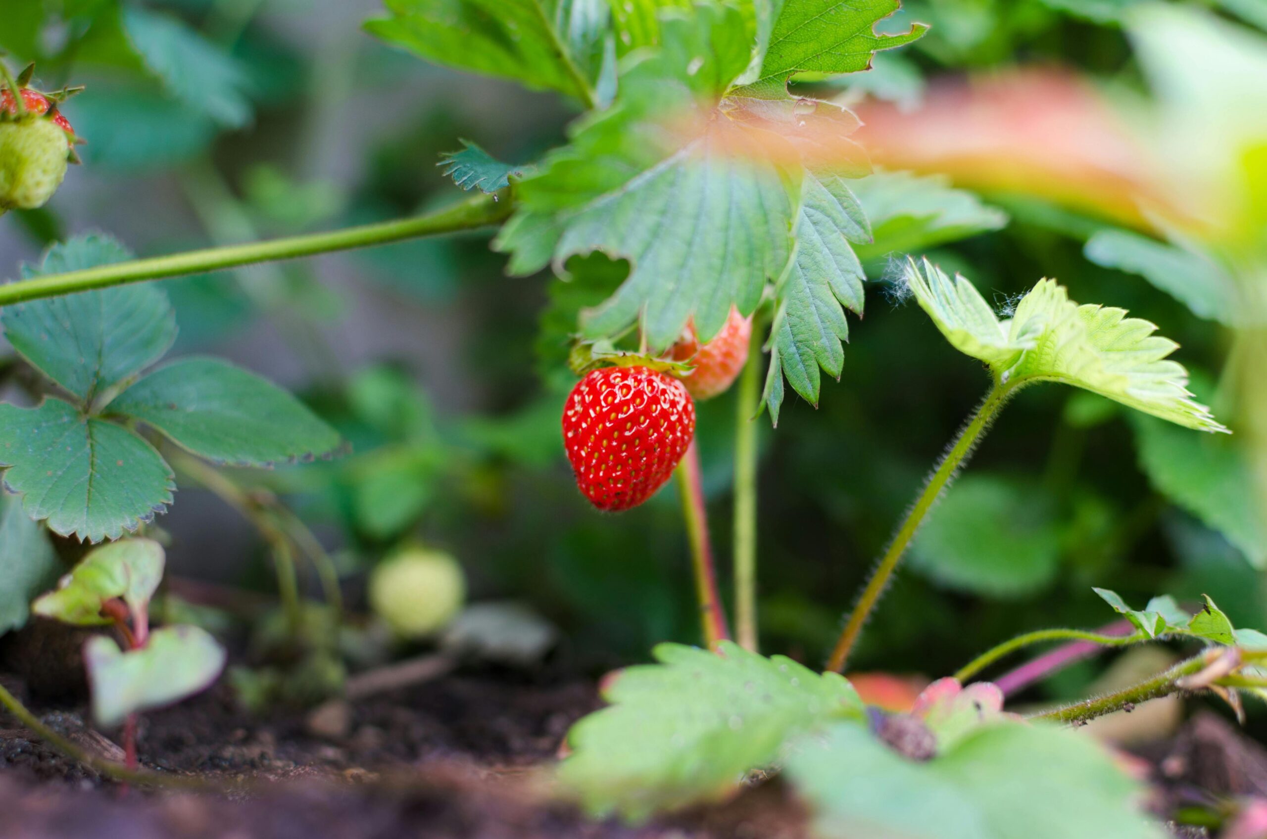 u pick berries farm